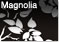 Magnolia - MA